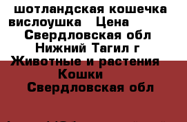 шотландская кошечка вислоушка › Цена ­ 1 000 - Свердловская обл., Нижний Тагил г. Животные и растения » Кошки   . Свердловская обл.